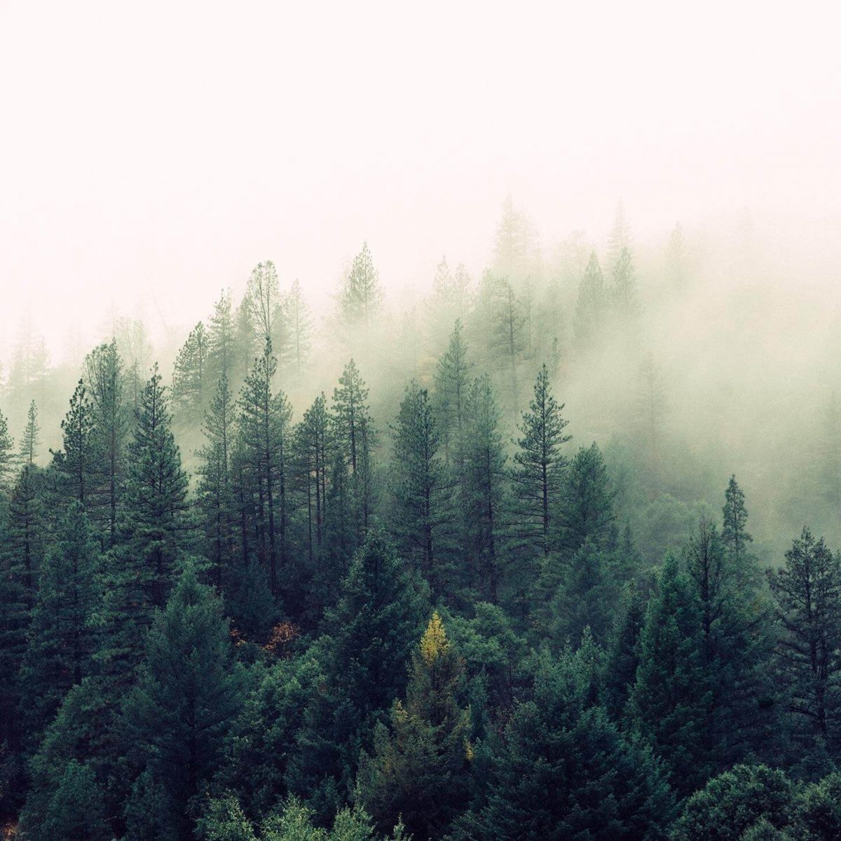 Foggy Forest